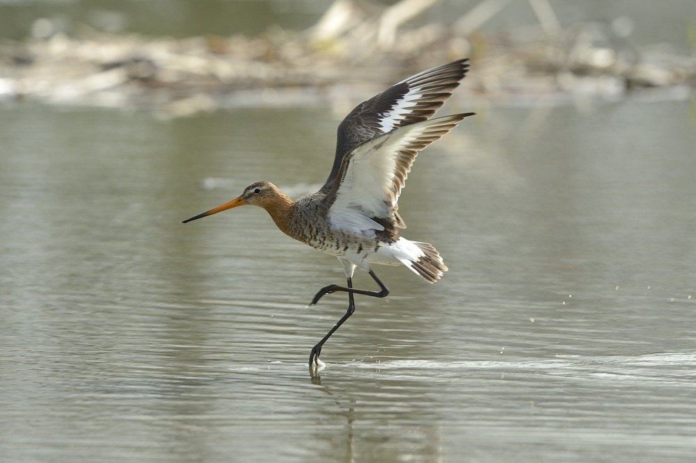 Atterraggio Pittima reale